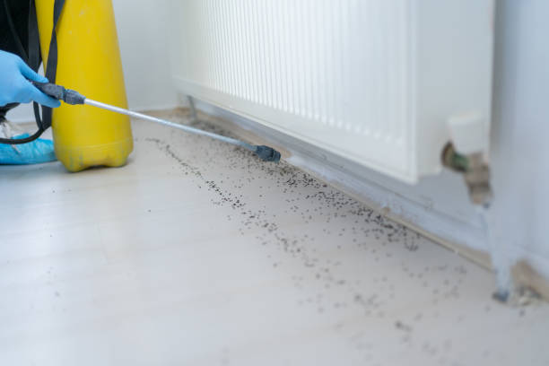 Best Ant Control Services  in Bishop, CA