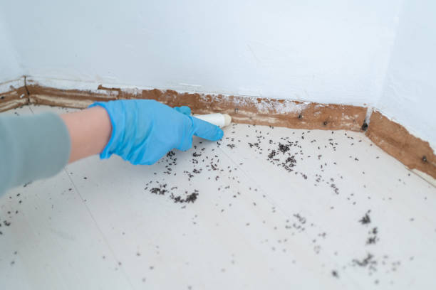 Best Bed Bug Extermination  in Bishop, CA